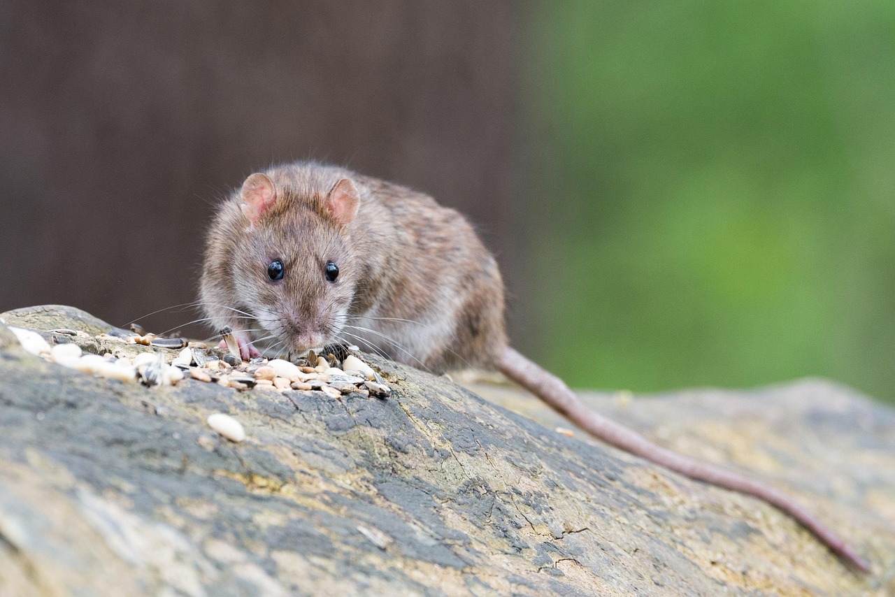Plantes répulsives contre les rats : vérité ou mythe ?