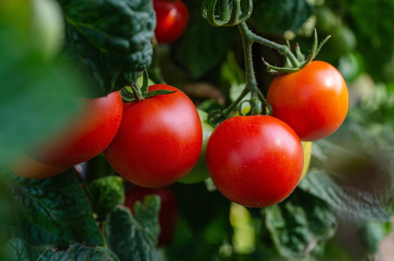 Engrais naturel tomates : 10 recettes maison efficaces