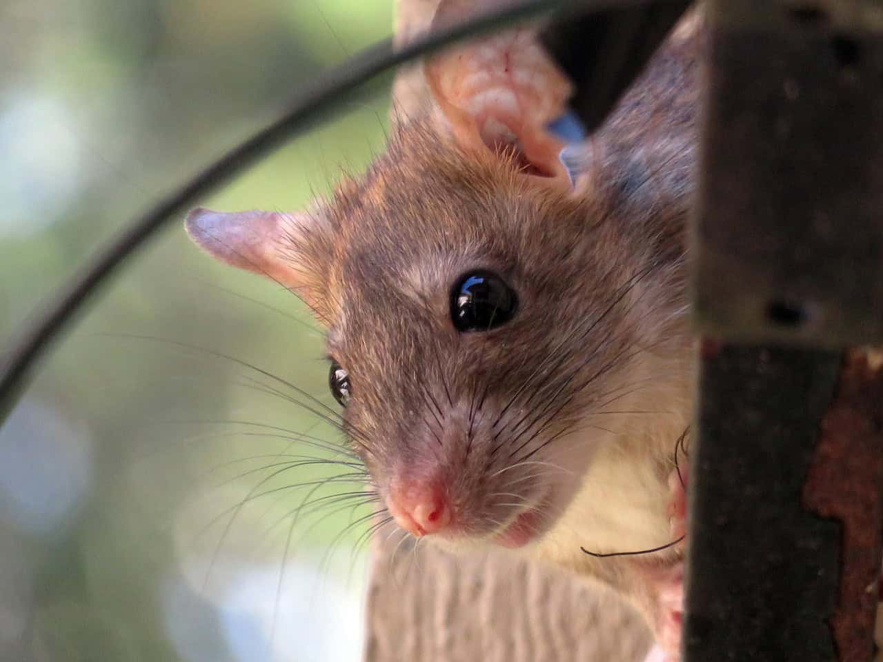 10 erreurs qui attirent les rats dans votre jardin sans le savoir