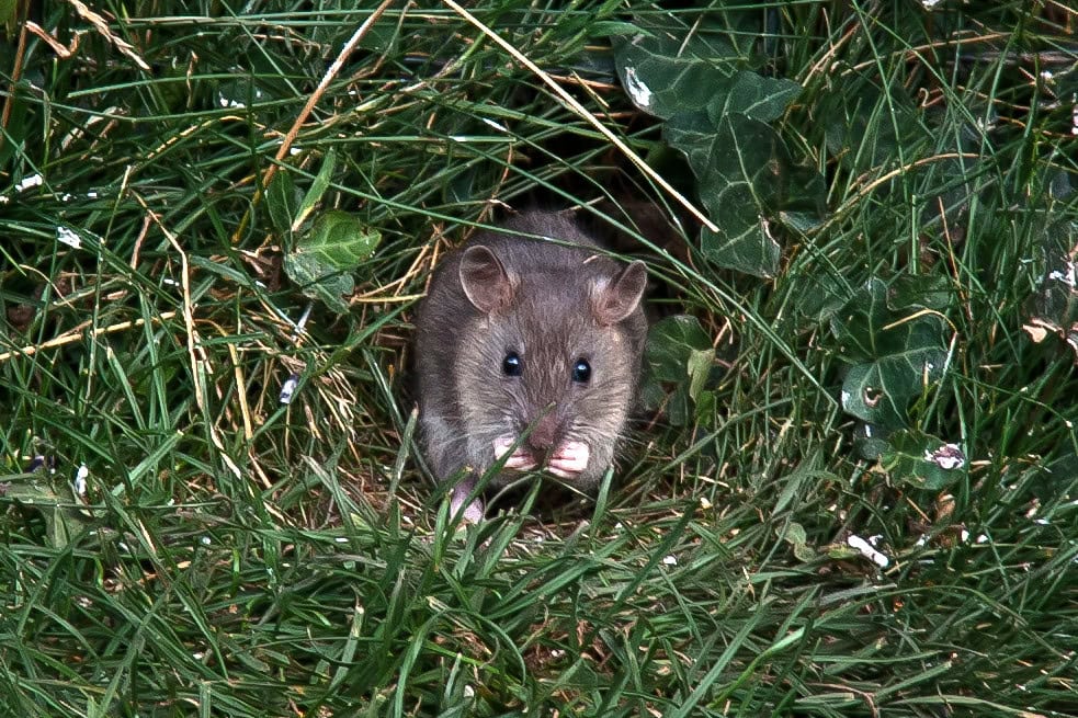 Rats au jardin : ce piège naturel gratuit les éloigne en 48h