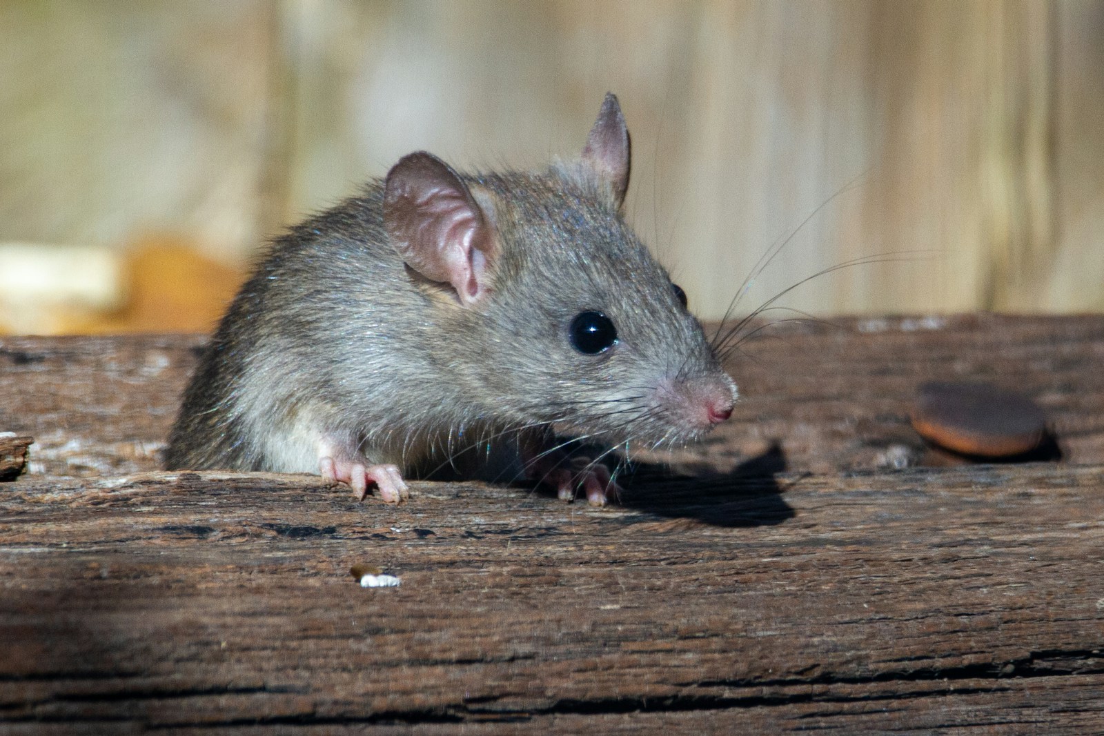 Rats et souris au jardin : ma checklist complète pour s&rsquo;en débarrasser