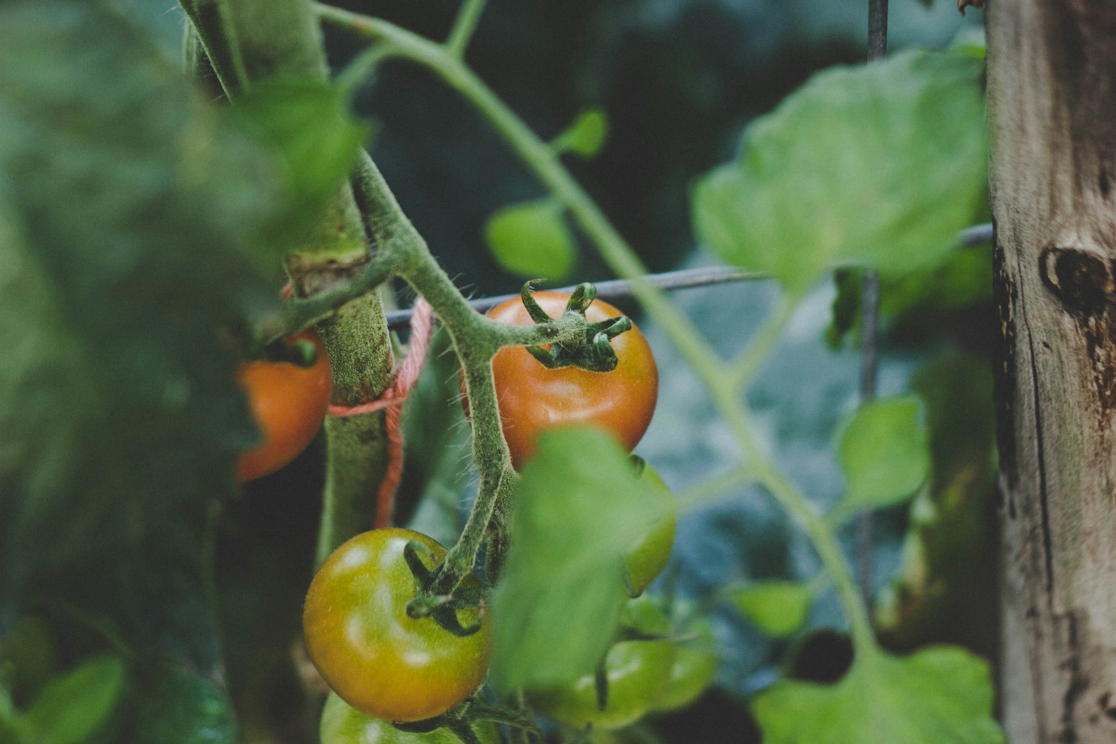Semis de tomates : 15 erreurs qui font rater vos plants