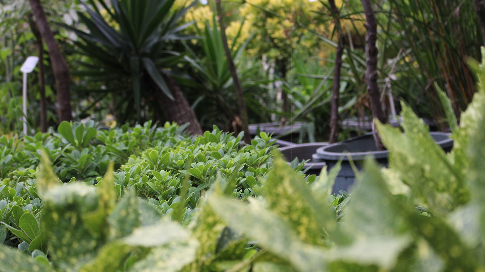 Pourquoi janvier est le mois clé pour un potager productif en 2026