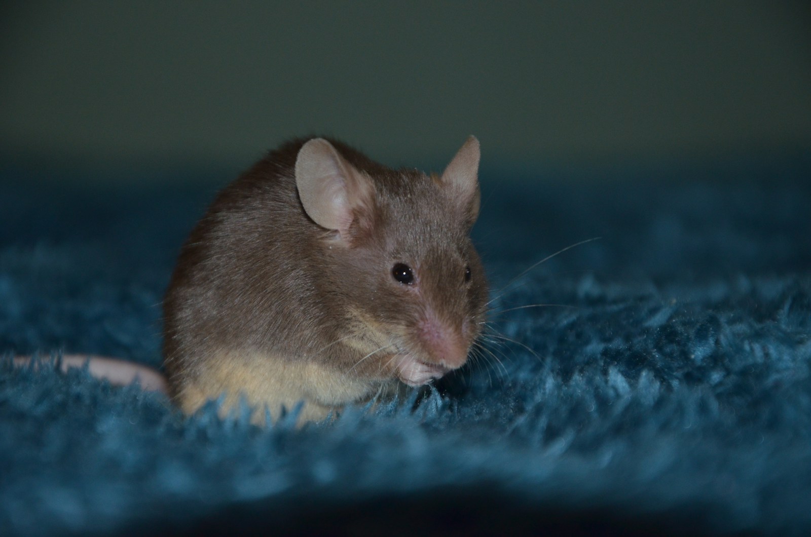 Rats en appartement : pourquoi ils s&rsquo;invitent malgré tout