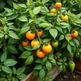 Pourquoi les feuilles de tomates jaunissent au potager ?
