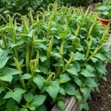 Quand planter les haricots verts pour une belle récolte