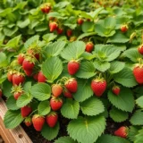 Réussir les fraises du jardin même quand on débute