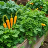 Comment semer des carottes sans éclaircissage compliqué